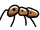 Ant