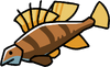 Kelpfish