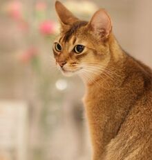 The-abyssinian