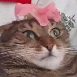 Catcanthandleflower.jpg