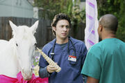 7x6 fake unicorn horn.jpg