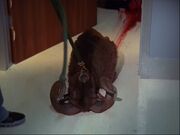 6x5 Goat Carcass.jpg