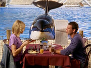 3x3 Lunch in front of killer whale