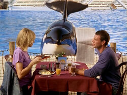 3x3 Lunch in front of killer whale