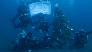 DiveTeam 37.5Meters tree.jpg