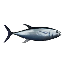 Fish Tuna