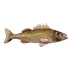 Fish Ruffe