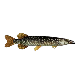Fish Pike