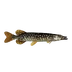 Fish Pike