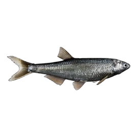 Fish Bleak