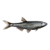 Fish Bleak