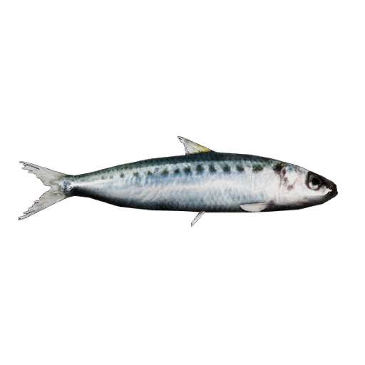 sardine fish