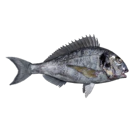 Fish Orata