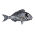 Fish Orata