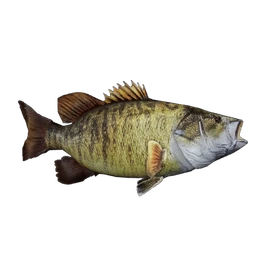 Fish Bass
