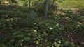 Wild Agaricus Campestris