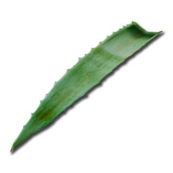 Herbal Antiseptic