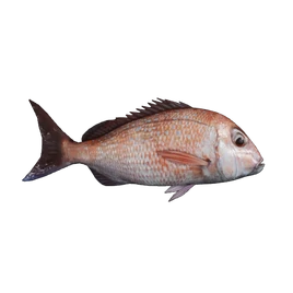 Fish Dentex