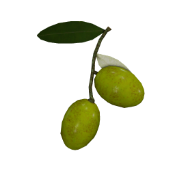 Olive - Wikipedia