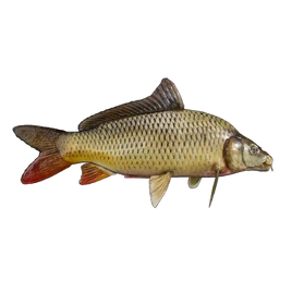 Fish Carp