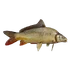Fish Carp