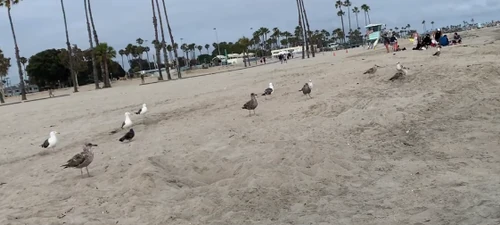 Seagull Feeding Wiki