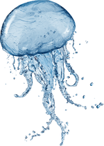 Cnidaria