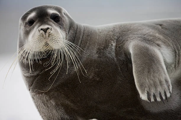 Bearded seal | Seals Wiki | Fandom