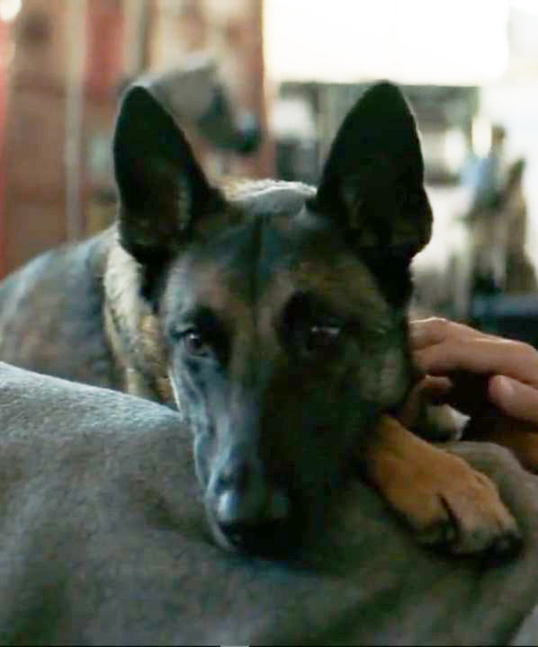 What is the Name of the Dog on Seal Team? Unleashed Secrets!