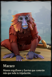 Macacos
