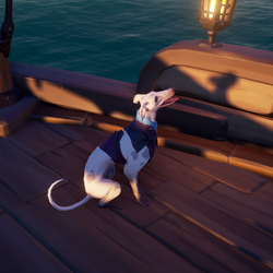 Ashpaw Whippet Kr.png