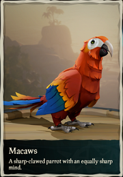 Macaws