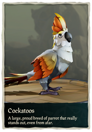 Cockatoos