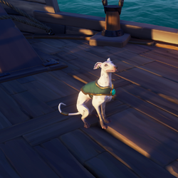 Ashpaw Whippet S.png