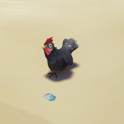 Black Plumed Chicken