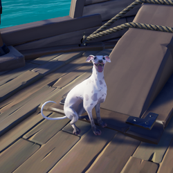 Ashpaw Whippet 1.png