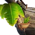 Beachcomber's Bounty Figurehead