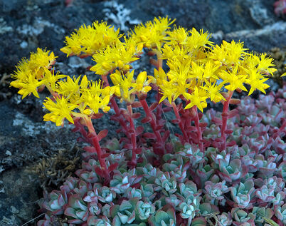 Sedums