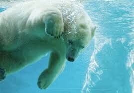 SeaWorld Gold Coast Australia Wikia