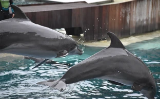 Roka Photos | SeaWorld Orlando Dolphins Wiki | Fandom