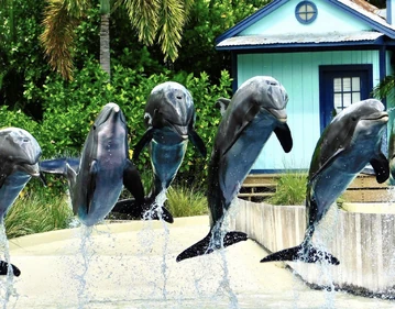 Roka Photos | SeaWorld Orlando Dolphins Wiki | Fandom