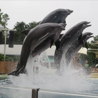 Roka Photos | SeaWorld Orlando Dolphins Wiki | Fandom