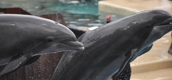 Roka Photos | SeaWorld Orlando Dolphins Wiki | Fandom