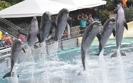 Roka Photos | SeaWorld Orlando Dolphins Wiki | Fandom