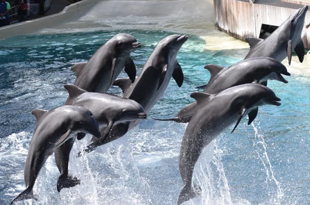 Roka Photos | SeaWorld Orlando Dolphins Wiki | Fandom