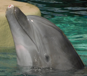 Dolphin Smiles by Steven Kindler (CD, 1987, Global Pacific