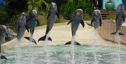 Roka Photos | SeaWorld Orlando Dolphins Wiki | Fandom