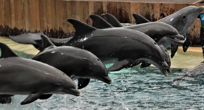 Roka Photos | SeaWorld Orlando Dolphins Wiki | Fandom