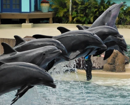 Roka Photos | SeaWorld Orlando Dolphins Wiki | Fandom
