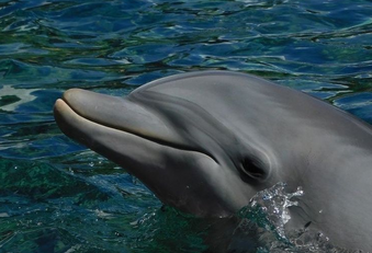 Hailey Photos | SeaWorld Orlando Dolphins Wiki | Fandom